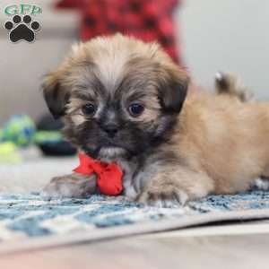 Taylor, Lhasa Apso Puppy